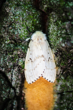 gypsy moth on tree trunk