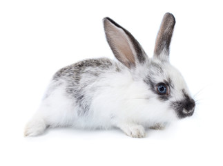 Cute little rabbit