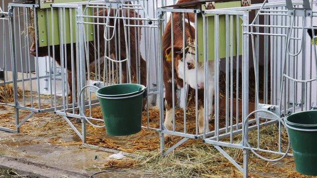 Kleiner Junge f&uuml;ttert ein Kalb auf einem Bauernhof