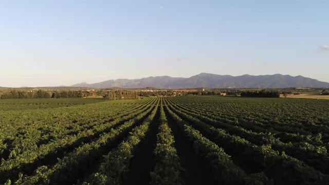 survol de vignes
