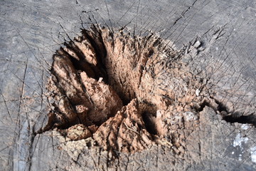 close up de grieta en tronco seco
