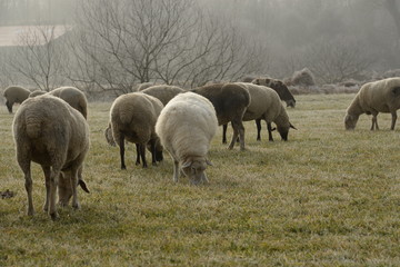 Schafe im Winter