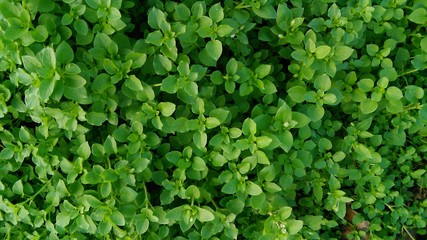 background of green leaves