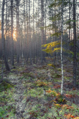 sunset in the evening northern forest. A ray of sunshine illuminates the spruce branch.