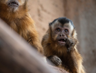 monkey sapajus libidinosus looking and eating