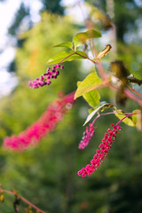Macro shot of pokeweed and berries in the forest 