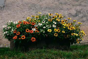 Daisy flowers in planting pot on grass in front of brown wall