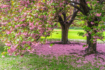 A pair of Cherry blossom trees stands on the Great Lawn and many fallen Cherry petals cover the lawn under the trees in Central Park New York City NY USA on May 04 2019.