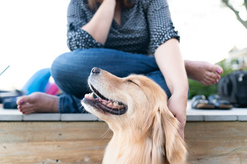 Portrait of a content Golden Retreiver being petted by owner