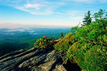 Grandfather Mountain and Rhododendran