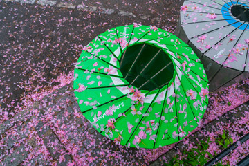 Fallen Cherry petals cover the trashcan in the rainy morning at Central Park New York City NY USA on May 04 2019.