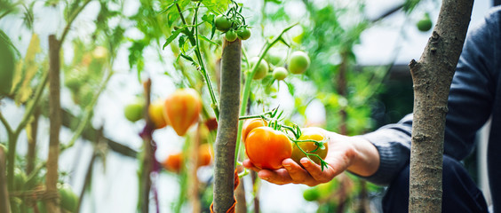 Woman caring for growing tomato fruits in a greenhouse