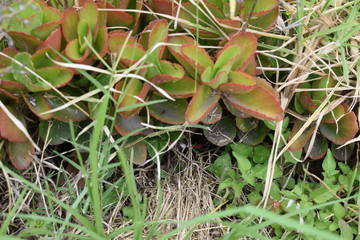 planta suculenta rodeada de pasto y hierba verde