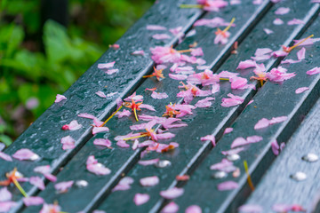 Fallen Cherry petals cover the wet Park bench in the rainy morning at Central Park New York City NY USA on May 04 2019.