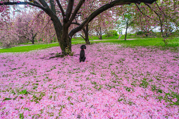 A black dog sits down on the myriad of fallen Cherry petals on the lawn under the Cherry trees in Central Park New York City NY USA on May 04 2019.