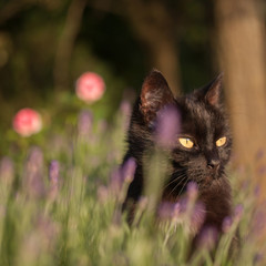 Schwarze Katze im Garten