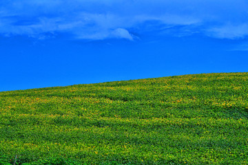 Fototapeta na wymiar green field of grass and blue sky with clouds / SANANDUVA RIO GRANDE DO SUL