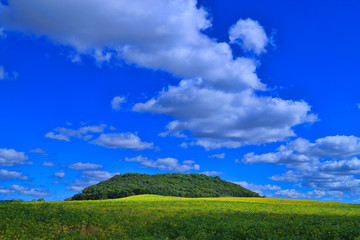 Fototapeta premium green field and blue sky / SANANDUVA RIO GRANDE DO SUL
