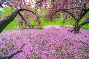 Myriad of fallen Cherry petals cover the lawn under the Cherry trees in Central Park New York City NY USA on May 04 2019.