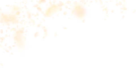 Yellow orange flower petals falling down. Mind-blo