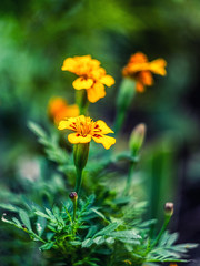 Marigold,yellow flower,Marigold tree,orange marigold,Marigold petals