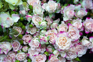 bouquet of delicate pink roses