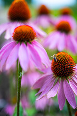 Bee collecting pollen on purple coneflower.