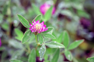 Fototapeta premium Clover flower close-up in dew drops on the background of green leaves of plants. Background
