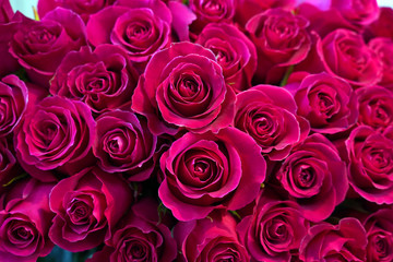 red roses background for floral background