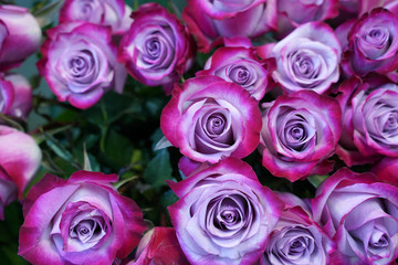bouquet of purple natural roses