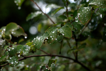 water drops on green leafs