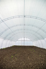 Naklejka premium Greenhouse in the initial planting stage