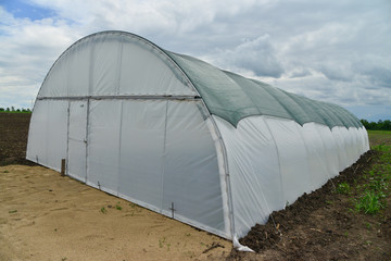 Greenhouse in the initial planting stage
