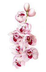 Naklejka na ściany i meble pale pink orchid flowers isolated on white background