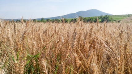 Grain cereal with the sky in the background