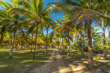 Naklejka na ściany i meble road across palm tree field to the beach