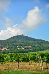 Fototapeta na wymiar Vineyards under the hill