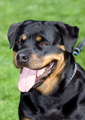 A Rottweiler dog outdoors listening with a head tilt