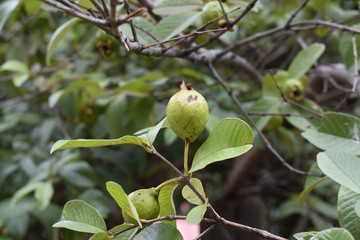 Fruto verde claro con fondo de naturaleza frondosa