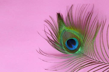 Obraz premium Detail of peacock feather eye on a pink background. Luxury Abstract Texture for Peafowl wallpaper, pink blue-green color. Indian Male peafowl extravagant plumage - eye-spotted tail of covert feathers.