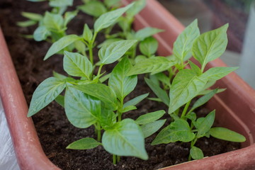 Seasonal spring tomato seedlings at home