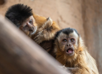 couple monkey sapajus libidinosus together
