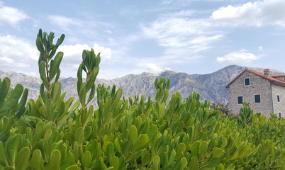 Greenery on the Bay of Kotor