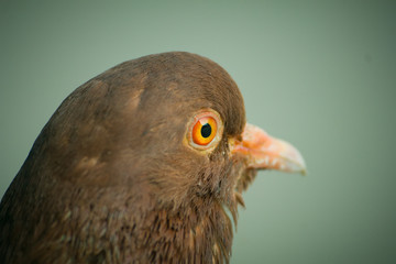 a dark blue pigeon with orange eyes