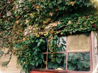 Ivy on Building