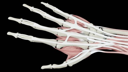 Obraz na płótnie Canvas 3D illustration rendering Complete human hand with all muscles and bones in frontal superior lateral view realistic rendered