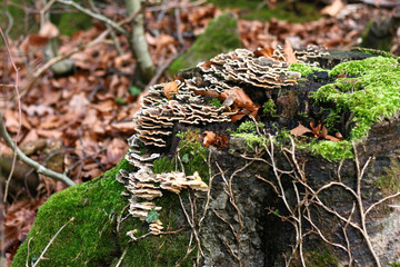 Pilz am Baum, Baumpilz