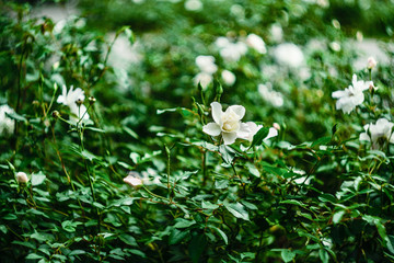white roses bloom in the garden, closeup roses, buds of white roses on a green background
