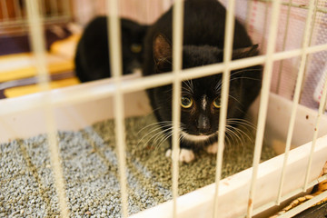 Small scared cats in a cage in a shelter waiting for a home.