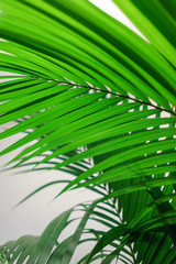 Fototapeta na wymiar Abstract background of fresh green palm leaves. Greenery in the office, scenery. Palm leaves on a white background.